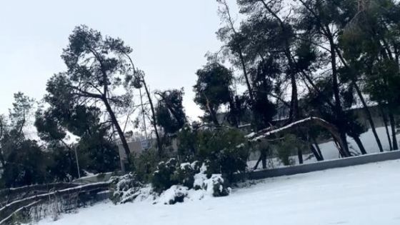 سقوط 800 شجرة بمدينة الحسين للشباب بفعل الثلوج