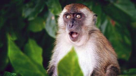 الصحة العالمية : اسم فيروس جدري القرود سيتغير
