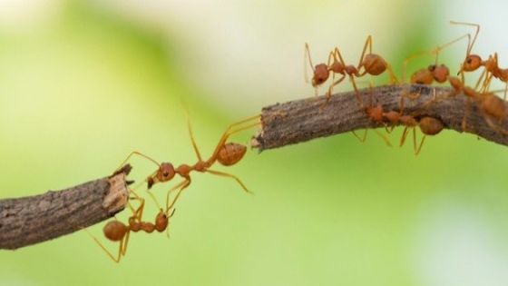 هل تعلم ما هو عدد النمل الموجود على سطح الأرض؟