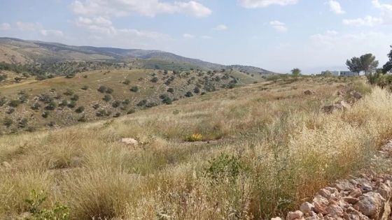 إربد.. الأعشاب الجافة تضع مشاريع التحريج في دائرة خطر الحرائق