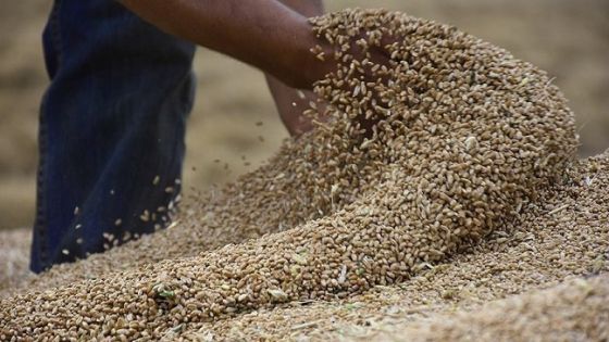 الحكومة تطرح عطاء لشراء 120 ألف طن من القمح