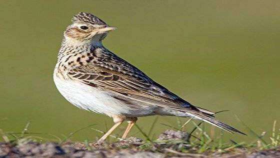 تسجيل جديد لطائر القبرة العصفورية في العقبة