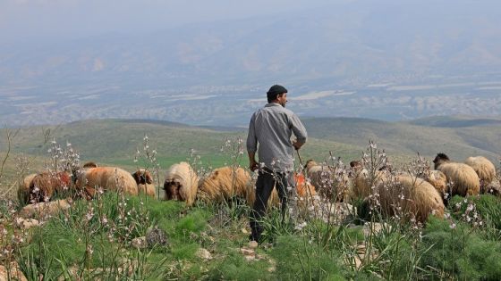 Palestinian shepherd Ayman Daraghmeh herds his flock of sheep at an area designated as military zone in Um Zuka town, north of the Jordan Valley, on February 19, 2020. - Hirschfeld and Ascherman are Israeli activists working against their country's creeping takeover of the Jordan Valley, a key part of the occupied West Bank that Palestinians see as vital for their future state. (Photo by Emmanuel DUNAND / AFP) (Photo by EMMANUEL DUNAND/AFP via Getty Images)