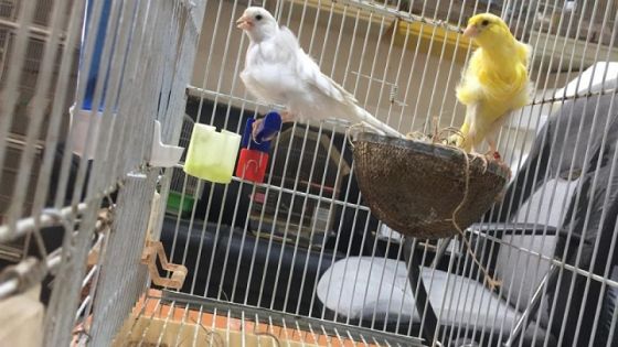 سوق الطيور الشعبي في الزرقاء.. الأضرار “تحلّق” في زمن الكورونا