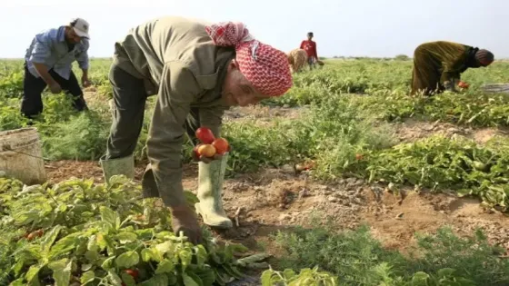 البنك الدولي: أكثر من 16 ألف مزارع استفاد من برنامج أرضي لدعم القطاع الزراعي