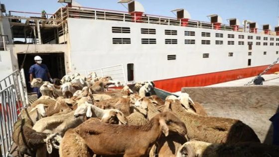 وصول 6 بواخر تحمل 50 ألف رأس من المواشي إلى ميناء العقبة