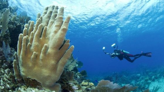 الأمم المتحدة : 39% من الشعاب المرجانية في الأردن مهددة بالاختفاء