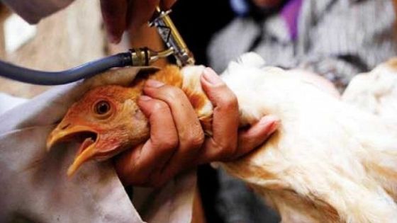 بخلاف كورونا.. الصين تسجل إصابات بإنفلونزا الطيور شديدة العدوى