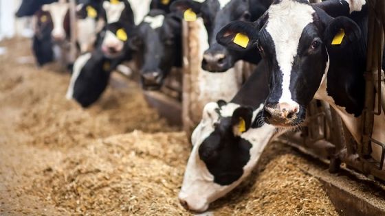 الزراعة تكشف سبب تفشي الحمى القلاعية بأبقار الضليل