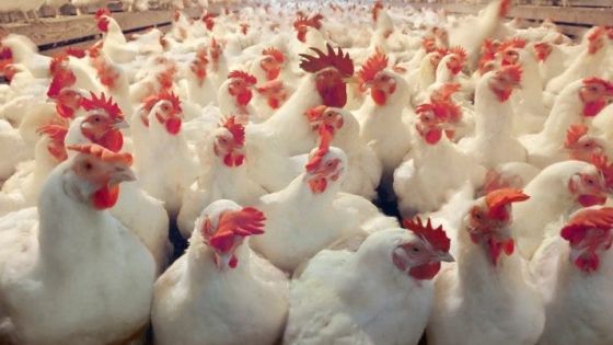 إتحاد المزارعين يكشف أسباب ارتفاع أسعار الدجاج