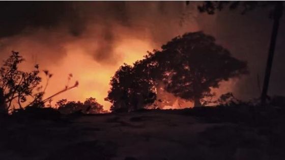السيطره على حريق 1200 دونم في محمية غابات اليرموك