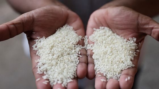 شخص يحمل نوعين مختلفين من الأرز في سوق بمومباي في الهند يوم الرابع من أغسطس آب 2023. تصوير: فرانسيس ماسكاريناس - رويترز.