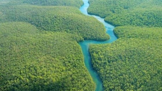 هذه حقيقة صور نهر الأمازون وسط الغابات الكثيفة