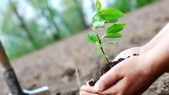 مبادرة لزراعة مليون شجرة في إربد