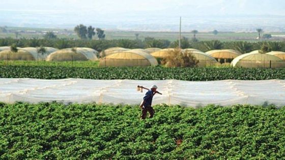 الحنيفات: تقدم وتطور ملموس في القطاع الزراعي الأردني