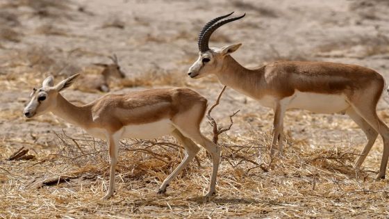 نفوق العشرات من غزلان الريم في العراق بسبب الجوع