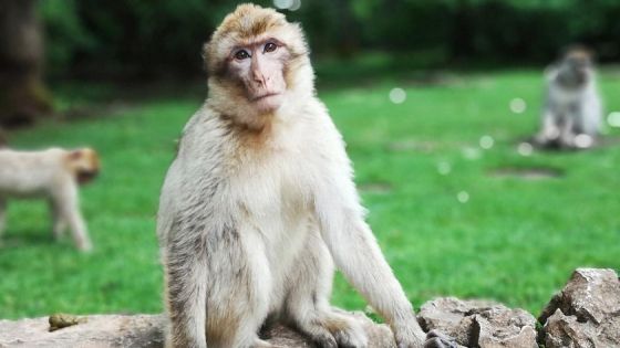 ما هو الفيروس القردي الذي قتل طبيبا صينيا وشغل العالم