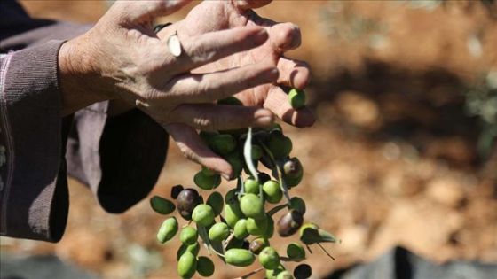 تعاقدات بالجملة لتصدير ثمار الزيتون الأردني لدولة الاحتلال