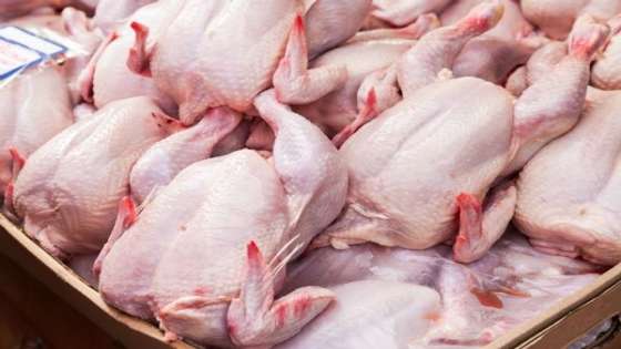 حماية المستهلك: شكاوى انقطاع الدجاج ما زالت مستمرة