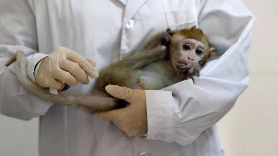 رصد عشرات الإصابات بجدري القردة في إسبانيا والبرتغال والمملكة المتحدة