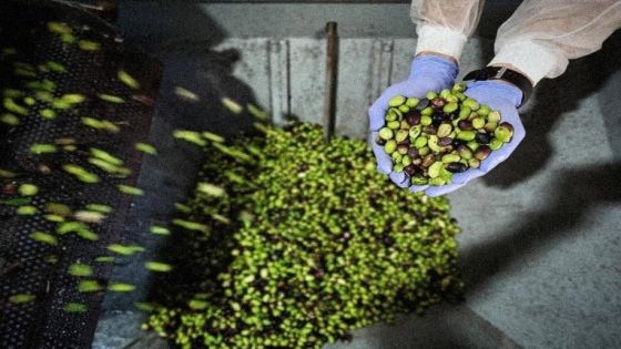 منتجون: منع تصدير ثمار الزيتون يحافظ على الأمن الغذائي ويخدم المستهلك المحلي