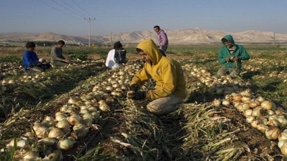 Palestinian farmers work in an onions field in the Jordan Valley on January 8, 2014. According to reports coming out of the meetings between Israel and the Palestinians, there are demands from the Palestinian Authority for full control of the Jordan Valley which Israel considers its eastern border. AFP PHOTO /AHMAD GHARABLI (Photo credit should read AHMAD GHARABLI/AFP/Getty Images)
