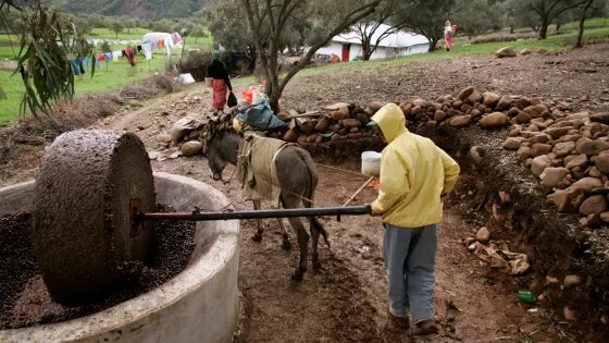 بعد سبع سنوات من الجفاف.. المغرب يتوقع موسما زراعيا مزدهرا